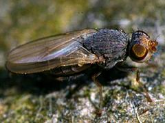 Tethinid Fly